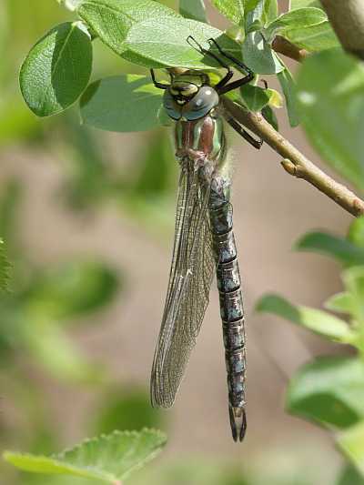 J18_0219 Brachytron pratense male.JPG